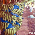 Noticia Radio Panamá | Trabajadores de las bananeras  podrían irse a un paro