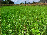Noticia Radio Panamá | Busca Panamá autosuficiencia en producción de arroz