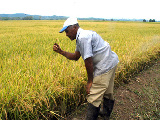 Noticia Radio Panamá | Productores de arroz podrían abandonar la agricultura