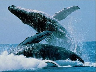 Noticia Radio Panamá | Panamá elabora el primer mapa interactivo para el avistamiento de ballenas