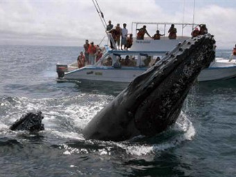 Noticia Radio Panamá | Examinarán científicos en Panamá acciones a favor de las ballenas