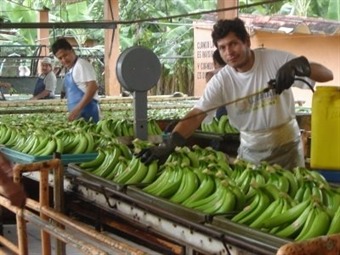 Noticia Radio Panamá | Gremios cuestionan liquidación de cooperativa bananera en Panamá
