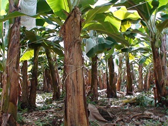 Noticia Radio Panamá | Trabajadores bananeros en huelga