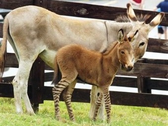 Noticia Radio Panamá | Nace ‘cebrurro’, mezcla de cebra y burro, en reserva de Georgia