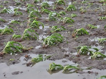 Noticia Radio Panamá | Sector agrícola bajo efectos de lluvias en Panamá