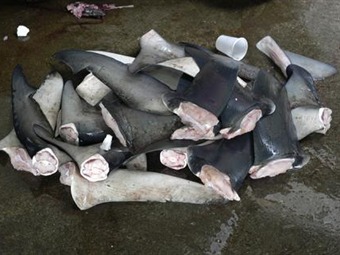 Noticia Radio Panamá | Autoridad de Aduanas detecta cargamento de aletas de tiburón
