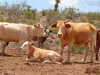Noticia Radio Panamá | Peste bovina fue erradicada en el mundo