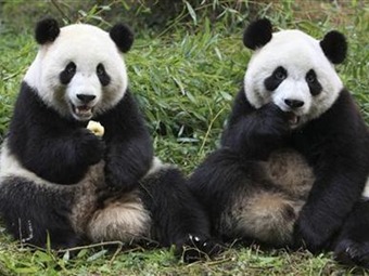 Noticia Radio Panamá | China ofrece un hábitat natural a pandas nacidos en cautiverio