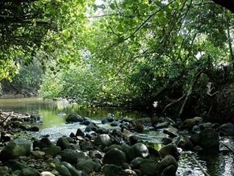 Noticia Radio Panamá | Probarán hipótesis de ‘susceptibilidad del enemigo’ en selva panameña