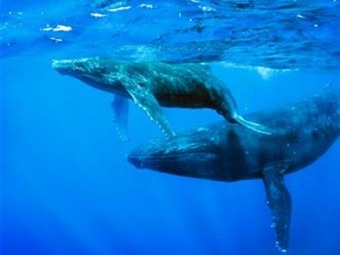 Noticia Radio Panamá | Biólogos marinos advierten sobre cetáceos en peligro