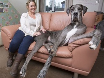 Noticia Radio Panamá | Freddy, podría llegar a ser el perro más grande del mundo