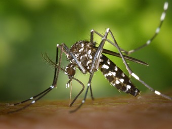 Noticia Radio Panamá | ¡Alerta! MINSA informa de un caso autóctono de Chikungunya