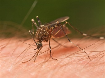 Noticia Radio Panamá | Autoridades colombianas deben tomar medidas para evitar propagación del chikungunya»