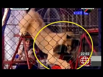 Noticia Radio Panamá | Una profesora es atacada por el león de un circo