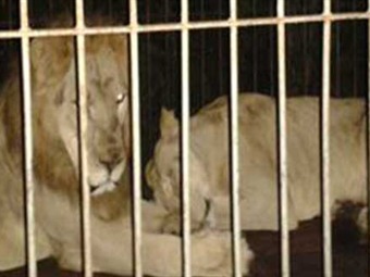 Noticia Radio Panamá | Rescatan de circo a tres leones que atacaron a profesora en Cuzco