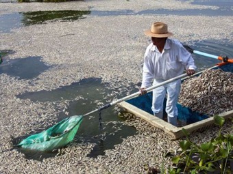 Noticia Radio Panamá | Unos pescadores mexicanos recogen 54 toneladas de peces muertos en una laguna