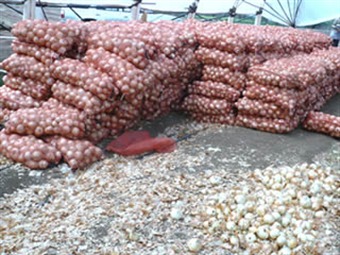Noticia Radio Panamá | Productores de cebolla en desacuerdo con importaciones