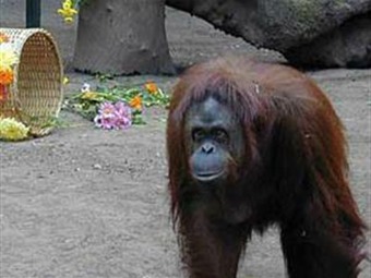 Noticia Radio Panamá | Conceden un hábeas corpus a una orangutana en Argentina