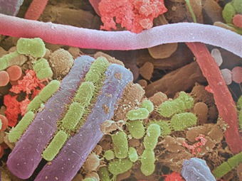 Noticia Radio Panamá | Un kilo de bacterias se encuentran dentro del cuerpo humano