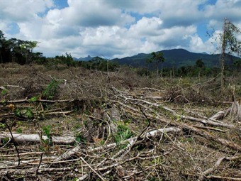 Noticia Radio Panamá | Exfuncionarios de Anam advierten sobre plan de reforestación