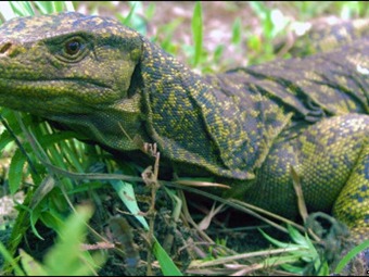 Noticia Radio Panamá | Descubren nueva especie de lagarto en Brasil