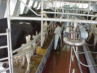 Noticia Radio Panamá | «La leche debería costar 98 centavos y la venden a 1.25» Ganaderos