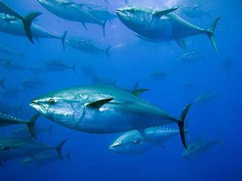 Noticia Radio Panamá | Los peces tendrán que emigrar o morir si no se ataja el calentamiento global