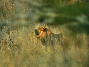 Noticia Radio Panamá | Zimbabue investiga la caza de otro león antes de la muerte de ‘Cecil’