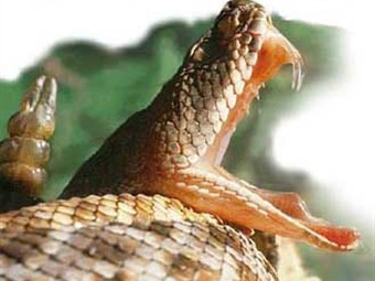Noticia Radio Panamá | Quería tomarse una ‘selfie’ con una serpiente de cascabel pero lo muerde