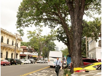 Noticia Radio Panamá | Alcaldía de Panamá sigue contemplando un plan de arborización para la ciudad capital