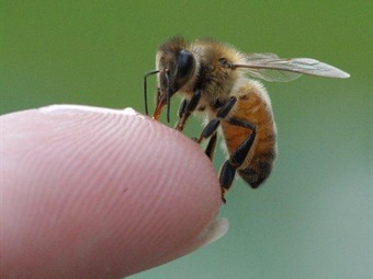 Noticia Radio Panamá | Usan veneno de abeja para traspasar la protección cerebral y llevar fármacos