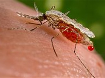 Noticia Radio Panamá | El chikungunya dejó 50 muertes en Colombia