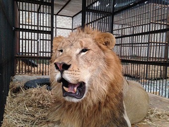Noticia Radio Panamá | Trasladan a Sudáfrica 33 leones rescatados de circos en Perú y Colombia