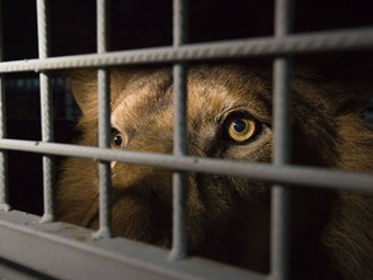 Noticia Radio Panamá | 33 leones de circos de Colombia y Perú arriban a Sudáfrica para ser liberados