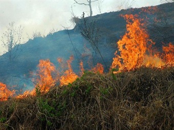 Noticia Radio Panamá | Informe del cuerpo de bomberos indica que disminuyen incendios forestales