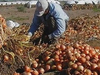 Noticia Radio Panamá | Productores de cebolla cuestionan excesivas importaciones