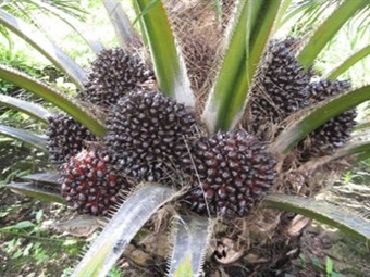 Noticia Radio Panamá | Productores de palma aceitera preocupados por costo que conlleva nuevas normas de calidad RSPO