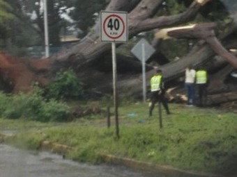 Noticia Radio Panamá | Muere menor por caída de árbol