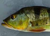 La invasión de un depredador tuvo efectos devastadores de largo plazo en peces nativos