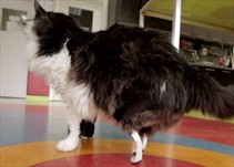 Noticia Radio Panamá | Gato Pooh vuelve a caminar gracias a patas biónicas
