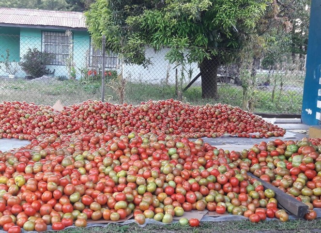 Noticia Radio Panamá | Autoridades de Gobierno y Productores de tomate logran acuerdo