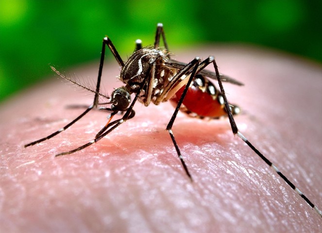 Noticia Radio Panamá | Disminuyen casos de Chikungunya en el país