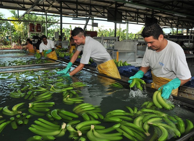 Noticia Radio Panamá | Fuerzas vivas de Barú logran acuerdo tras firma de contrato para reactivar fincas bananeras