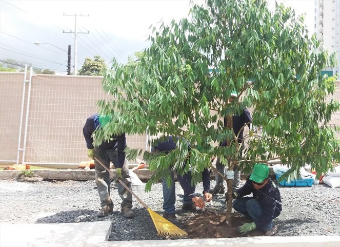 Noticia Radio Panamá | Inicia etapa de arborización en primer tramo del proyecto de revitalización de la Vía Argentina