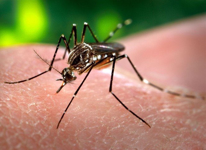Noticia Radio Panamá | Minsa detecta casos de Dengue en Panamá y Panamá Oeste