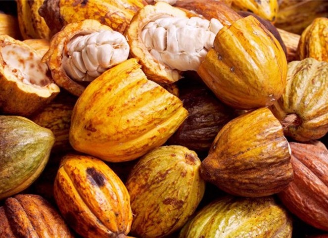 Noticia Radio Panamá | El cacao desaparecerá en 2050 según un estudio