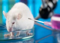 Noticia Radio Panamá | Vacuna contra el cáncer elimina tumores en ratones