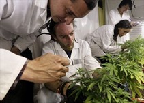 Noticia Radio Panamá | Proyecto de ley que establece el uso medicinal de la marihuana sigue generando reacciones.