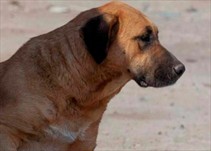 Noticia Radio Panamá | Hombre descuartiza perro y se lo come en Venezuela