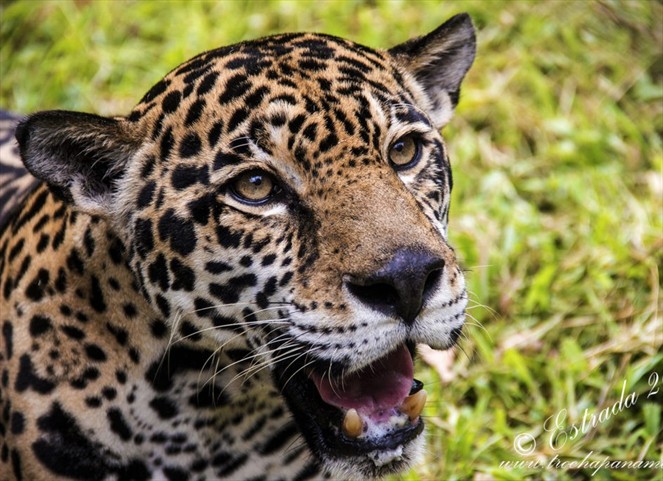 Noticia Radio Panamá | Jaguares en Panamá: Nuestra Lucha
